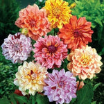 Rembrandt Dahlia Perennial Flowers Seeds for Planting Flowering seeds Bloom US SELL – Heirloom, Non-GMO seeds for planting in home garden – heirloom, non-GMO variety