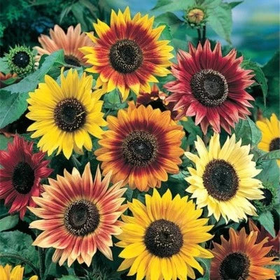 Sunny Sun Power Sunflower Mix, Species, Variety Sizes Heirloom, Non-GMO seeds for planting in home garden â€“ heirloom, non-GMO variety
