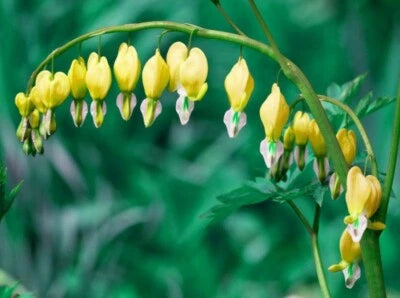 Yellow Bleeding Heart Seeds for Planting Flowers Flower Seed Perennial Bloom US SELLER â€“ Heirloom, Non-GMO seeds for planting in home garden â€“ heirloom, non-GMO variety