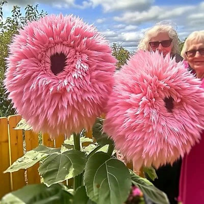 Rare Pink Giant Teddy Bear Sunflower Seeds for Planting - Unique Fluffy Blooms – Heirloom, Non-GMO seeds for planting in home garden – heirloom, non-GMO variety