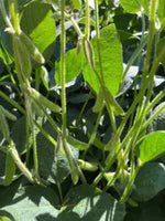 lb Forage Soybeans Wildlife Forage Cover Crop Deer Food Plot – Heirloom, Non-GMO seeds for planting in home garden – heirloom, non-GMO variety