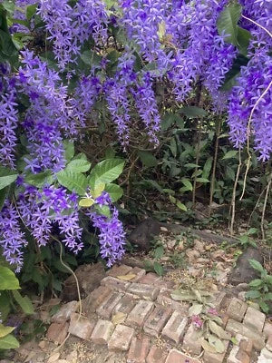 Petrea volubilis Queens Wreath Vine Sandpaper Vine - Seeds for Planting per pack – Heirloom, Non-GMO seeds for planting in home garden – heirloom, non-GMO variety