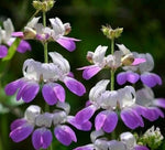 CHINESE HOUSES FLOWER SEEDS annual GARDEN bees BUTTERFLIES – Heirloom, Non-GMO seeds for planting in home garden – heirloom, non-GMO variety
