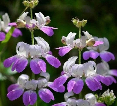 CHINESE HOUSES FLOWER SEEDS annual GARDEN bees BUTTERFLIES – Heirloom, Non-GMO seeds for planting in home garden – heirloom, non-GMO variety