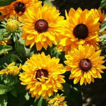 Black Eyed Susan GOLDILOCKS Rudbeckia DOUBLE BLOOMS Rare Non-GMO â€“ Heirloom seeds for planting in home garden â€“ heirloom, non-GMO variety