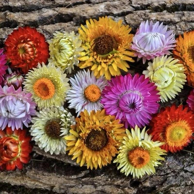 STRAWFLOWER TALL Mixed Seeds for Planting - Cut Flowers Tall Non-GMO, Heirloom USA seeds for planting in home garden – heirloom, non-GMO variety