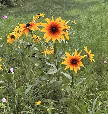 Rudbeckia Hirta Black Eyed Susan Flower Seeds for Planting – Heirloom, Non-GMO seeds for planting in home garden – heirloom, non-GMO variety