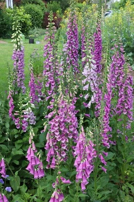 organic seeds of Foxgloves Digitalis purpurea - shades of pink & purple – Heirloom, Non-GMO seeds for planting in home garden – heirloom, non-GMO variety