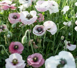 POPPIES PINK & WHITE MIX WILDFLOWER SEEDS - – Heirloom, Non-GMO seeds for planting in home garden – heirloom, non-GMO variety