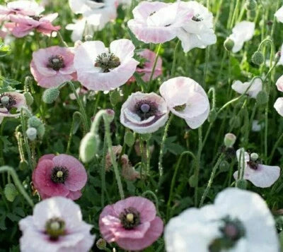 POPPIES PINK & WHITE MIX WILDFLOWER SEEDS - – Heirloom, Non-GMO seeds for planting in home garden – heirloom, non-GMO variety