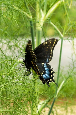 Fennel Seeds for Planting Herb Perennial Swallowtail Butterfly Host Plant Non-GMO – Heirloom seeds for planting in home garden – heirloom, non-GMO variety