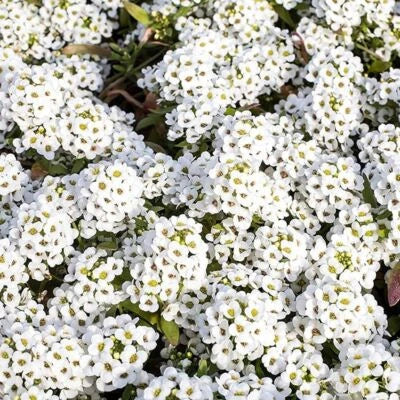 Tiny Tim Alyssum Seeds for Planting Heirloom White Alyssum , Non-GMO seeds for planting in home garden – heirloom, non-GMO variety