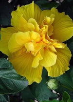 Double Yellow Hibiscus Seeds for Planting Flowers Seed Perennial Flower Garden Exotic â€“ Heirloom, Non-GMO seeds for planting in home garden â€“ heirloom, non-GMO variety
