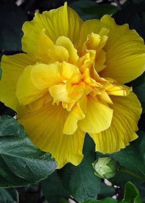 Double Yellow Hibiscus Seeds for Planting Flowers Seed Perennial Flower Garden Exotic â€“ Heirloom, Non-GMO seeds for planting in home garden â€“ heirloom, non-GMO variety