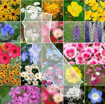 CALIFORNIA Wildflower Mix Perennials & Annuals USA Non-GMO Species â€“ Heirloom seeds for planting in home garden â€“ heirloom, non-GMO variety