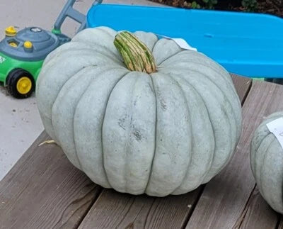 Jarrahdale Blue Pumpkin Seeds for Planting, Heirloom, Edible Squash, Great for Pies, Non-GMO, Edible Flowers and Leaves seeds for planting in home garden – heirloom, non-GMO variety