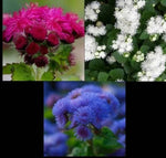 Ageratum Mix RED WHITE & BLUE Monarchs love this plant Non-GMO â€“ Heirloom seeds for planting in home garden â€“ heirloom, non-GMO variety