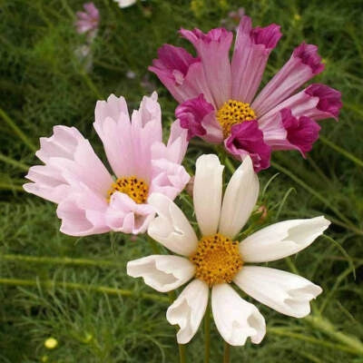 Seashells Cosmos Seeds for Planting Non-GMO Seed Store – Heirloom seeds for planting in home garden – heirloom, non-GMO variety