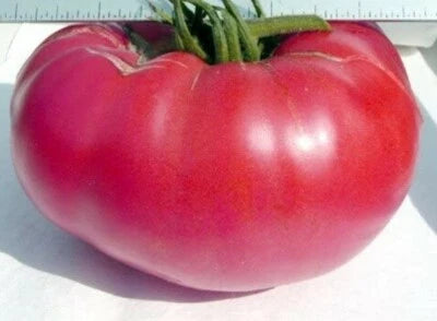 Pink Mennonite Tiffen Beefsteak Tomato - – Heirloom, Non-GMO seeds for planting in home garden – heirloom, non-GMO variety