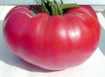 Pink Mennonite Tiffen Beefsteak Tomato - – Heirloom, Non-GMO seeds for planting in home garden – heirloom, non-GMO variety