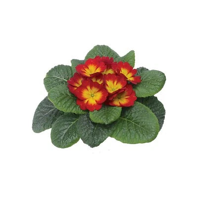Primula Seeds for Planting Primula Optic Scarlet Flame Primrose Seeds for Planting – Heirloom, Non-GMO, Drought-Tolerant, Perennial seeds for planting in home garden – heirloom, non-GMO variety