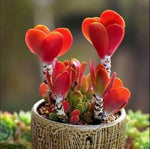 COLORFUL ECHEVERIA mix rare exotic succulent HEN CHICKS US succulent seed – Heirloom, Non-GMO seeds for planting in home garden – heirloom, non-GMO variety
