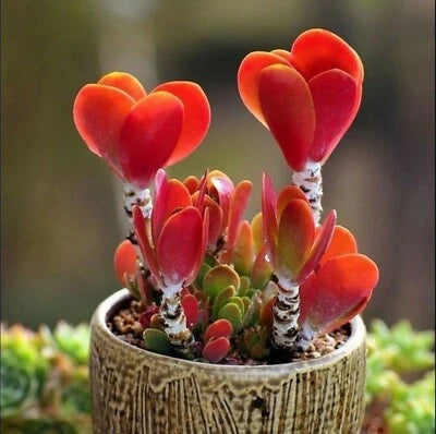 COLORFUL ECHEVERIA mix rare exotic succulent HEN CHICKS US succulent seed – Heirloom, Non-GMO seeds for planting in home garden – heirloom, non-GMO variety