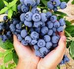 BLUEBERRY FRUIT SEEDS SWEET NON GMO FRESH HARVEST – Heirloom, Non-GMO seeds for planting in home garden – heirloom, non-GMO variety