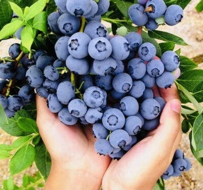 BLUEBERRY FRUIT SEEDS SWEET NON GMO FRESH HARVEST – Heirloom, Non-GMO seeds for planting in home garden – heirloom, non-GMO variety