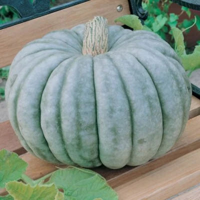 Jarrahdale Blue Pumpkin Jarradale Queensland Cinderella Doll – Heirloom, Non-GMO seeds for planting in home garden – heirloom, non-GMO variety