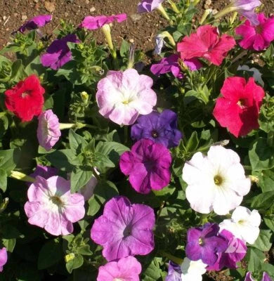 Dwarf Petunia Mix Seeds for Planting, Multicolor Mix, Compact, Variety Sizes Sold, FREE SHIP – Heirloom, Non-GMO seeds for planting in home garden – heirloom, non-GMO variety