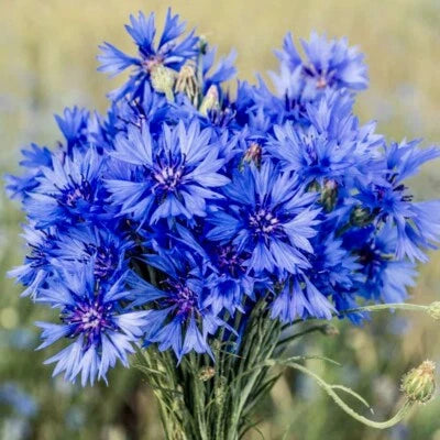 Cornflower Seeds for Planting (Centaurea Cyanus) wildflower USA SELLER â€“ Heirloom, Non-GMO seeds for planting in home garden â€“ heirloom, non-GMO variety