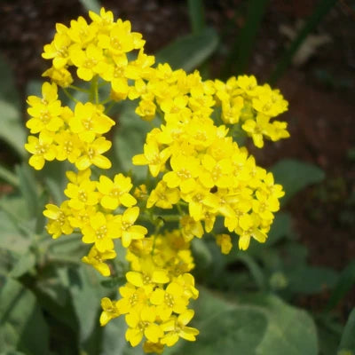 Basket Of Gold Alyssum Seeds for Planting Yellow Alyssum Heirloom , Non-GMO seeds for planting in home garden – heirloom, non-GMO variety