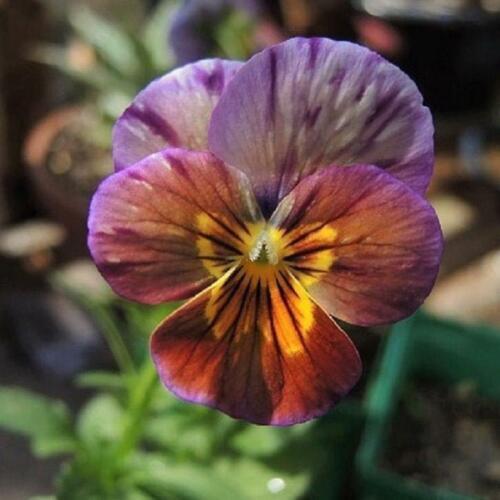 Viola Seeds - Colormax Lemonberry Pie Mix