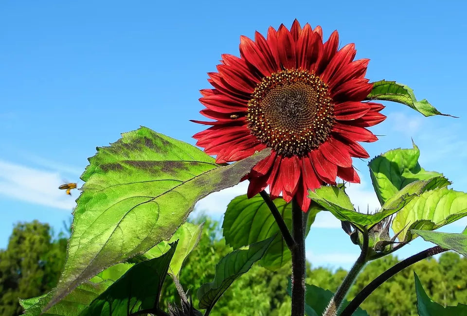 Sunflower Seeds - Chocolate