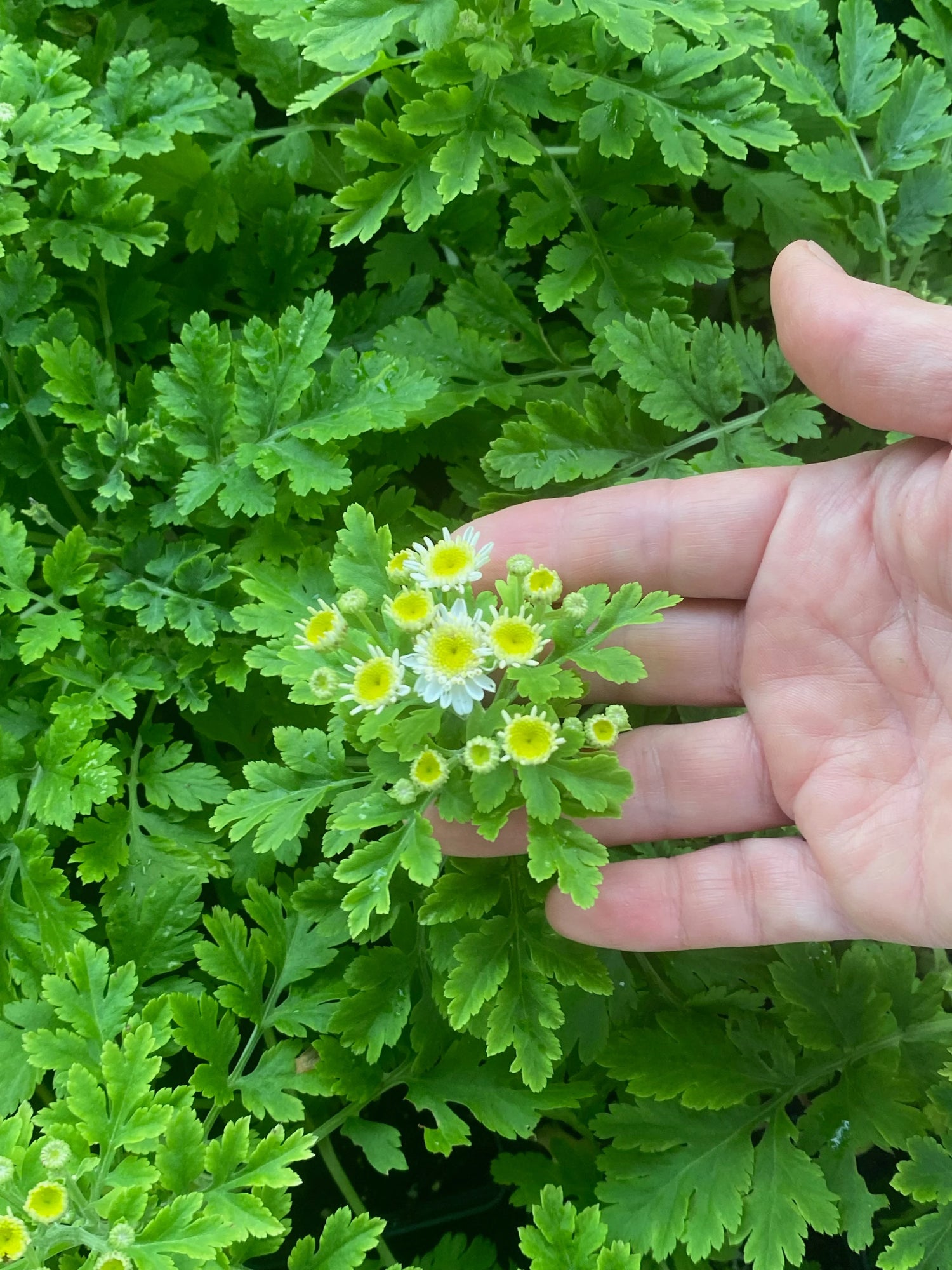 Feverfew Golden Moss Seeds