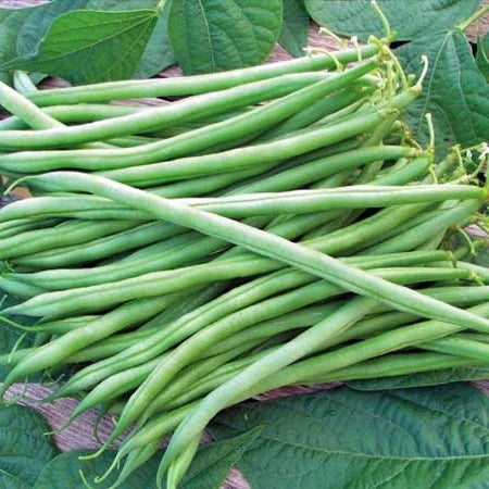 Bean Seeds (Bush) - Provider