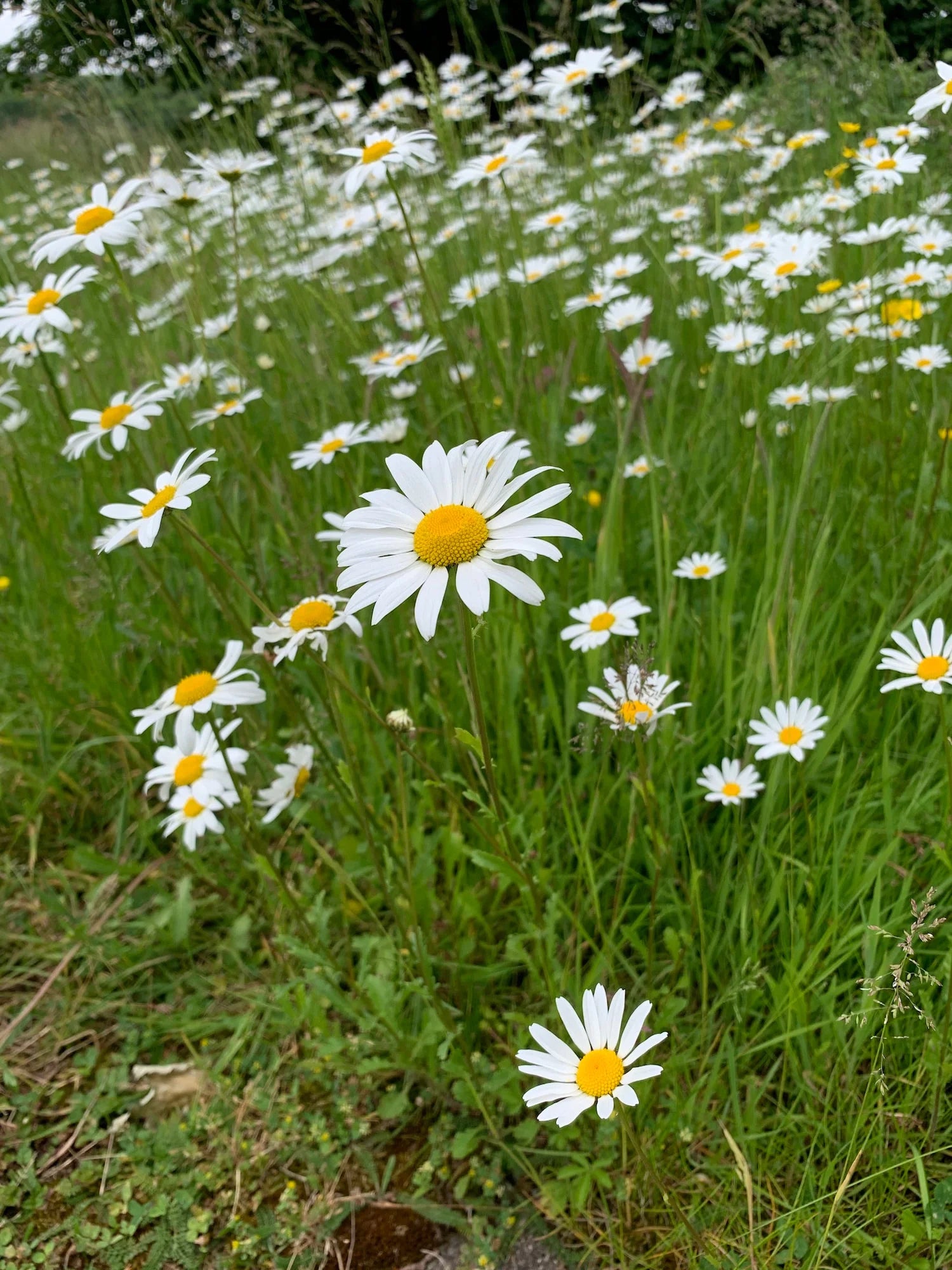 Bellis English Daisy