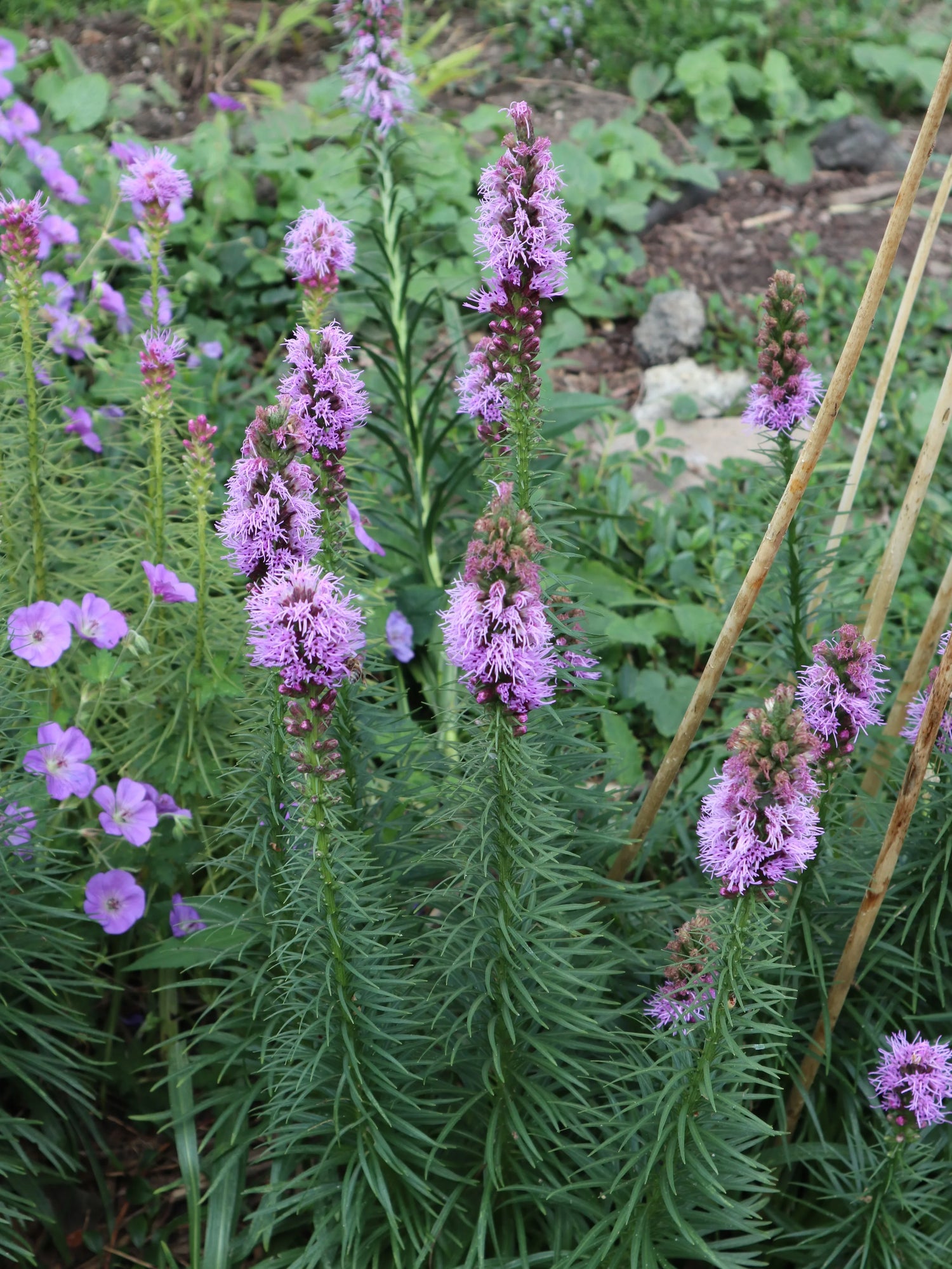 Blazing Star Seeds