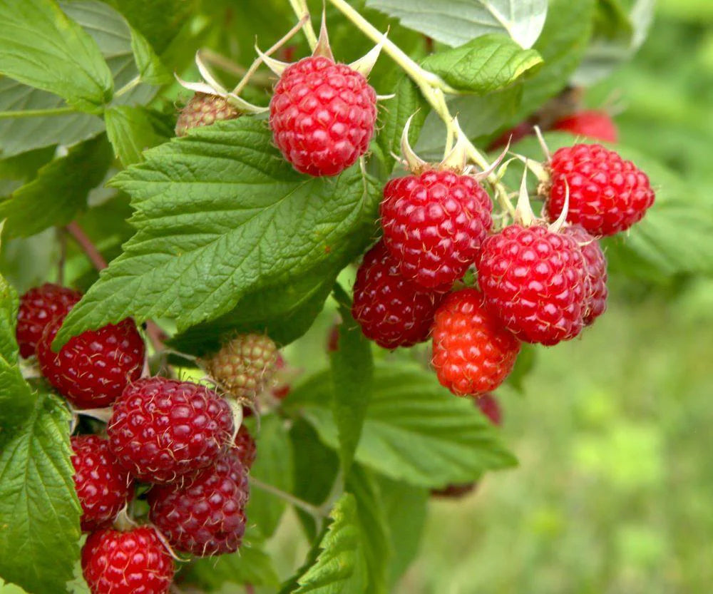 Nova Raspberry Plants