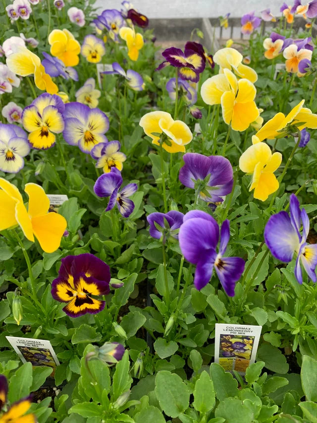 Viola Seeds - Colormax Lemonberry Pie Mix