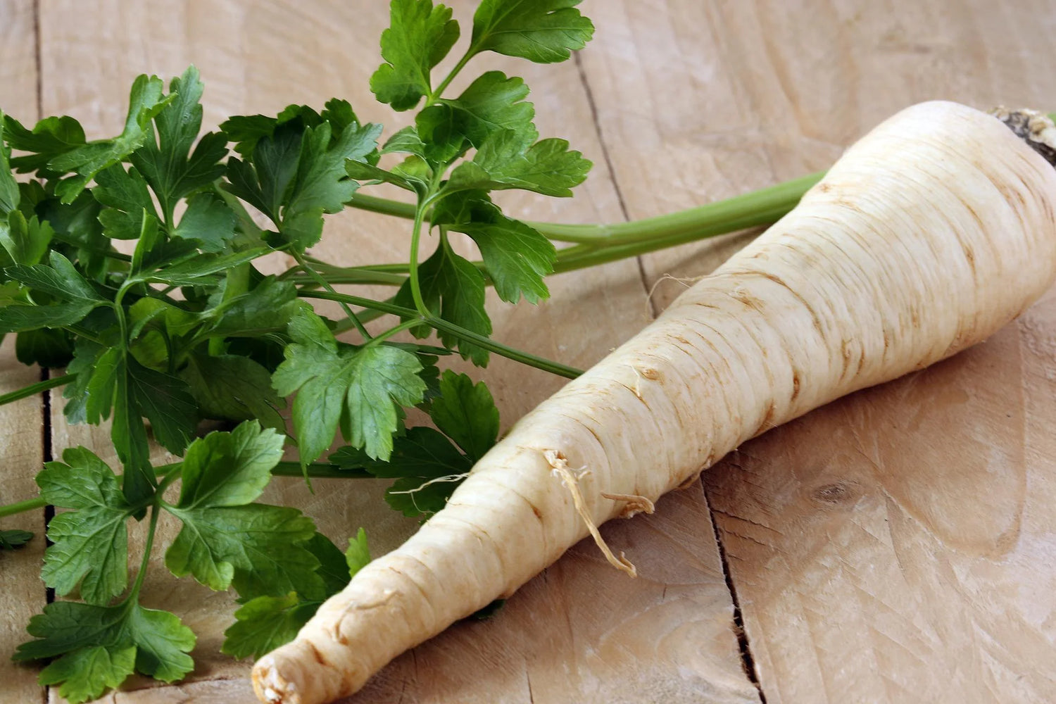 Arat Root Parsley Seed