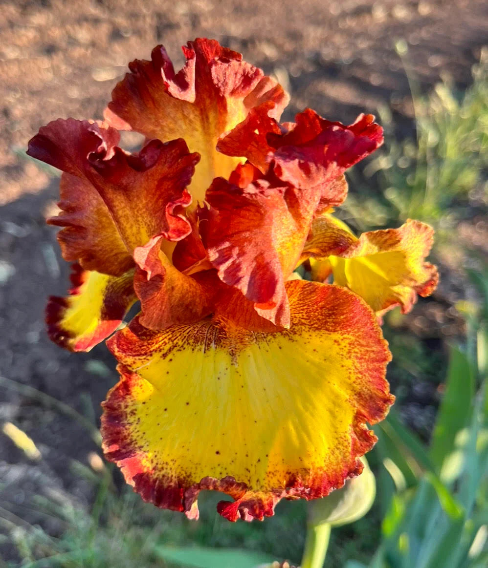 Bearded Iris - Bee My Honey