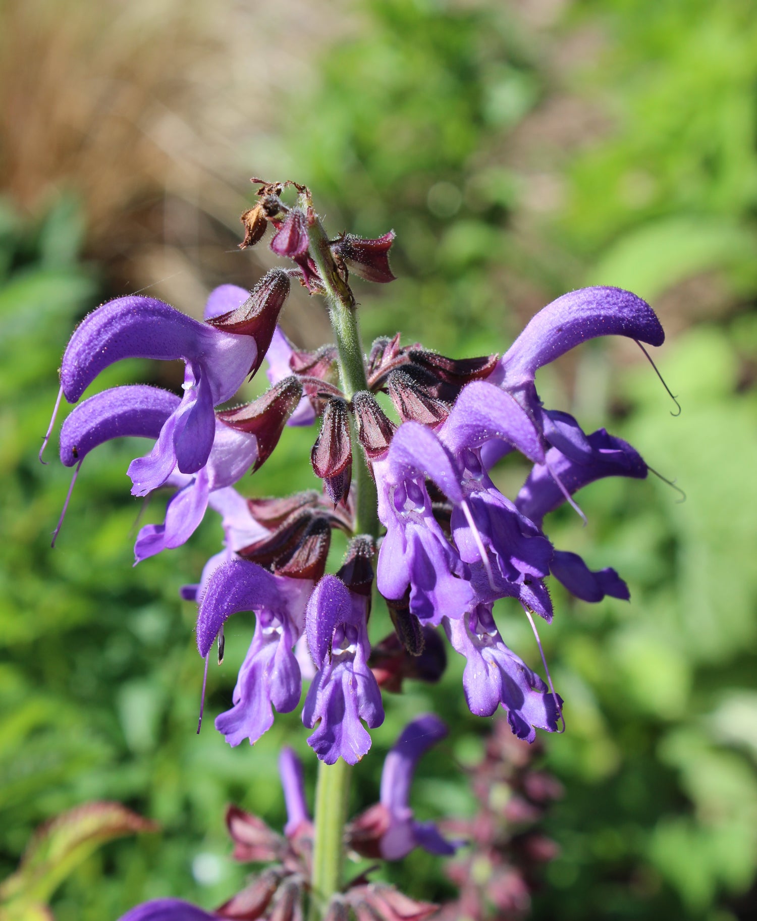 Danshen Red Sage