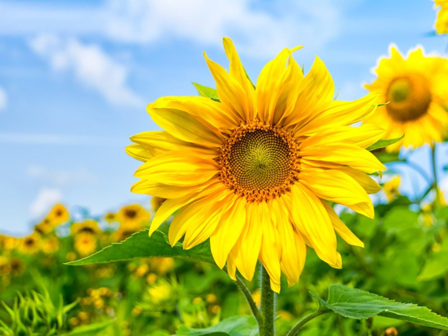 Mini Sunflower Helianthus Flowering Seeds For Planting