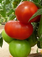 Tomato Asteroiden Solanum lycopersicum vegetable seeds for planting in home garden or backyard gardening