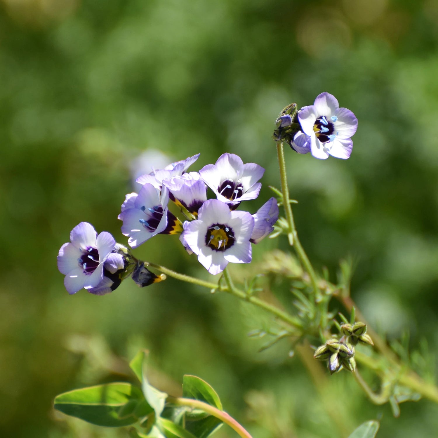 Bird's Eyes Felicitas Gilia tricolor