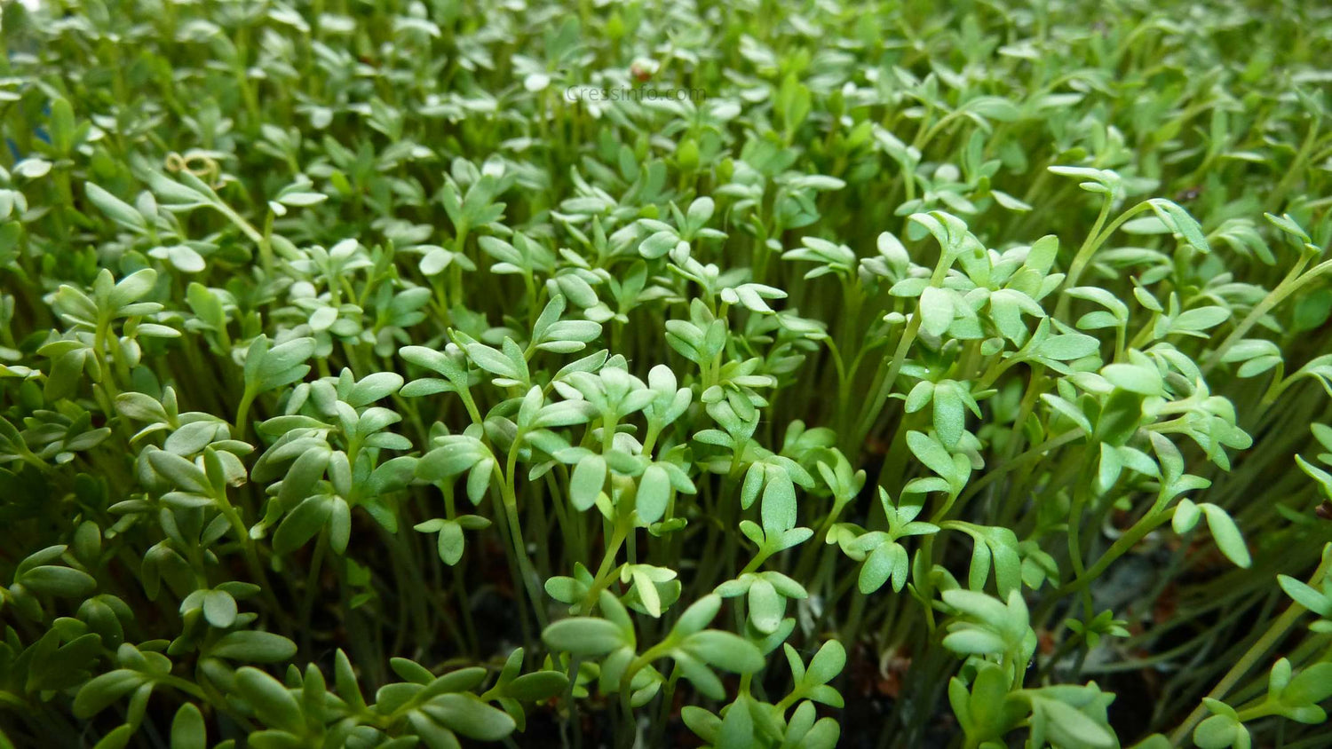 Cress Seeds - Curled