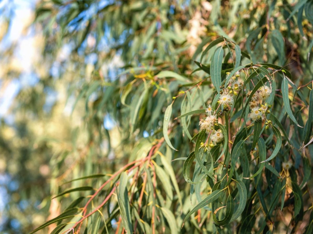 Green Eucalyptus Tree Seeds for Outdoor Gardens and Landscapes – Fresh Herb for Your Garden