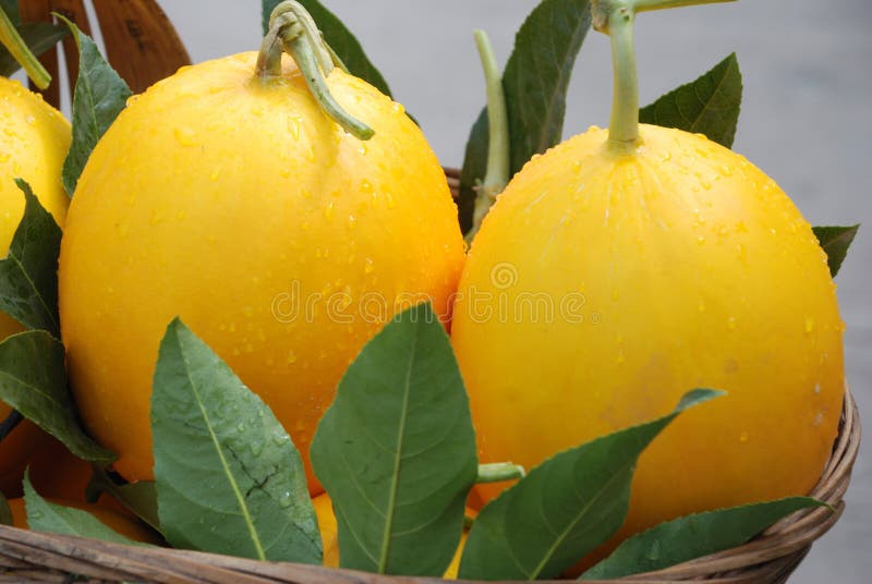 Warzenmelonen Fruit Citrullus lanatus Seeds for Planting in Vegetable Patch & Garden